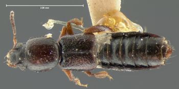 Media type: image;   Entomology 6533 Aspect: habitus dorsal view